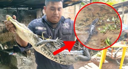 ¡Pánico en Progreso! Descubren a terrorífico cocodrilo escondido dentro de una casa | FOTOS