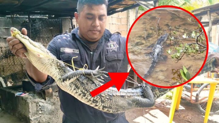 ¡Pánico en Progreso! Descubren a terrorífico cocodrilo escondido dentro de una casa | FOTOS