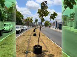 Mérida retirará cientos de árboles recién plantados en esta zona: ¿Qué pasará con la vegetación?