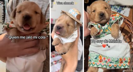 "¿Quién me jaló mi cola?": Perrito se hace viral por usar un hermoso vestido yucateco a la medida