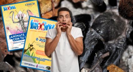 Mérida se llenará de INSECTOS con un festival único: fechas y actividades del "Insectival"