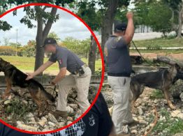 ¡Olfato implacable! Perros policía de Yucatán reciben máxima certificación de Estados Unidos