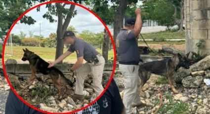 ¡Olfato implacable! Perros policía de Yucatán reciben máxima certificación de Estados Unidos