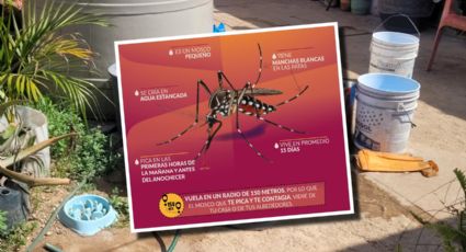 Mosco del dengue en Yucatán: ¿Hay riesgo tras las lluvias? Así puedes prevenir esta plaga